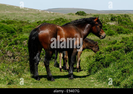 Wildpferde auf Dartmoor, Zucht Herde führen durch diese wunderschöne Bucht Hengst Stockfoto