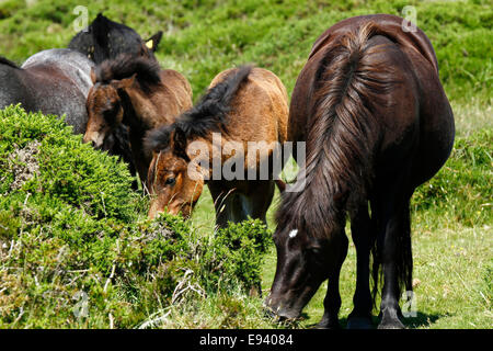 Wildpferde auf Dartmoor, Stuten & Fohlen weiden & Fütterung aus einem Ginster-Busch Stockfoto