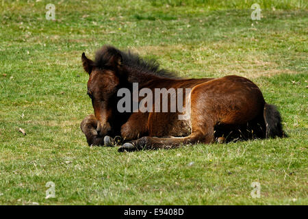 Wildes Fohlen auf Dartmoor, Baby-Fohlen, die Festlegung auf die offene Heide Stockfoto