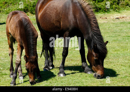 Wildpferde auf Dartmoor, Stute & Fohlen weiden Stockfoto