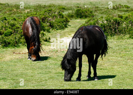 Wildpferde auf Dartmoor, hervorragendes Beispiel für die besten Reiten Pony für Kinder, eine Qualität Bucht Hengst in seinen besten Jahren mit youngster Stockfoto