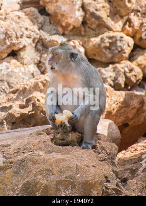 Affe im Nationalpark Brot zu essen. Stockfoto