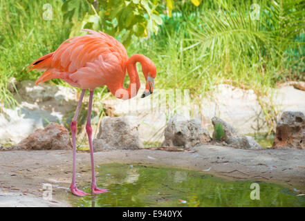 Rosa Flamingo am Teich im Nationalpark. Phoenicopterus ruber Stockfoto