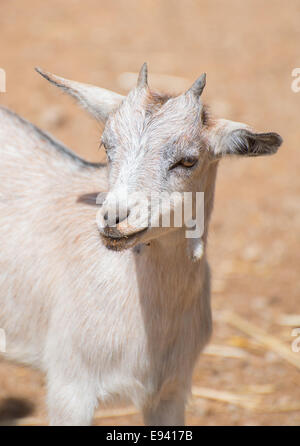 Porträt von weiße Ziege im Nationalpark. Stockfoto