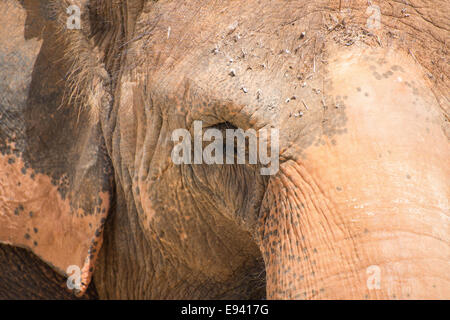 Close-up Portrait von Elefanten Gesicht. Stockfoto