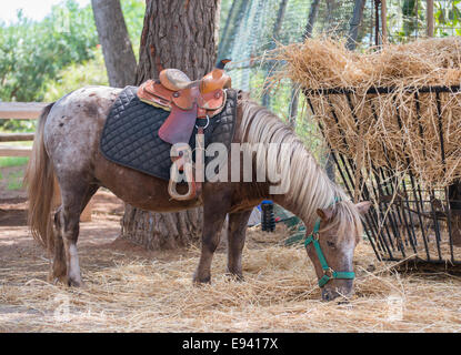 Pony frisst Heu im Nationalpark. Stockfoto