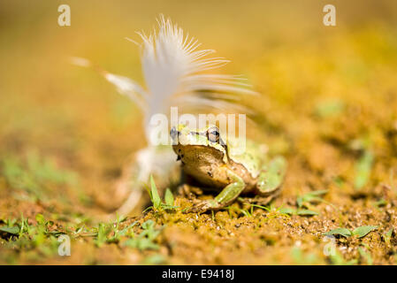 Europäischer Laubfrosch (Hyla Arborea) in der Nähe von Wasser fotografiert in Israel im September Stockfoto
