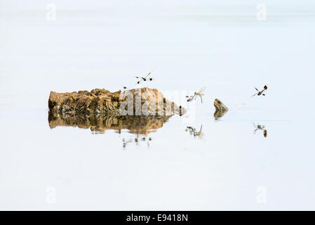 Gebänderten Groundling Libelle (Brachythemis Leucosticta) schwebt über dem Wasser mit dem Kopf einer Softshell Schildkröte (Trionyx Triunguis) Stockfoto