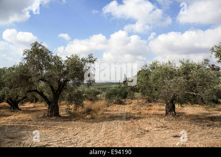 Landschaft mit Olivenbäumen. Fotografiert in Israel Stockfoto