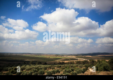 Landschaft mit Olivenbäumen. Fotografiert in Israel Stockfoto