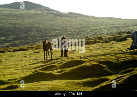 Wildpferde auf Dartmoor, Stute & Fohlen mit Rippon Tor im Hintergrund Stockfoto