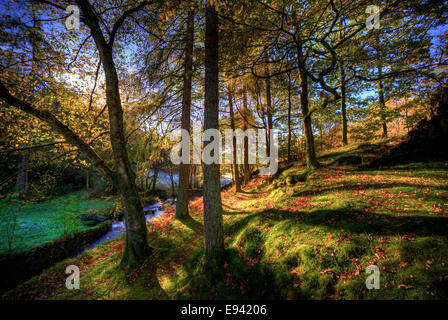 Eibe Baum Wald, Coniston, englischen Lake District, UK. Stockfoto