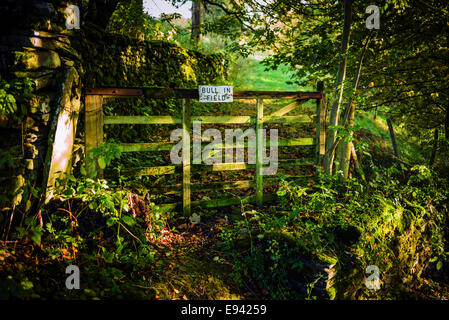Elefant im Feld Anmelden Tor, Yorkshire Dales, UK. Stockfoto