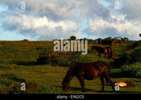 Herde von wilden Ponys auf Dartmoor mit winzigen neugeborenen Fohlen unter anderem auf offenen Moorlandschaften frei herum. Fohlen sind eingeschlafen Verlegung Stockfoto