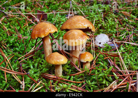 Suillus Bovinus wächst im Wald Pilze Stockfoto