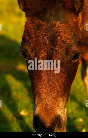 Wildes Pony auf Dartmoor, Nahaufnahme Begegnung mit kleinen Fohlen Stockfoto