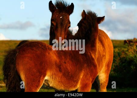 Wildpferde auf Dartmoor, zwei Fohlen kratzen gegenseitig unterstützt beide loving it. Stockfoto