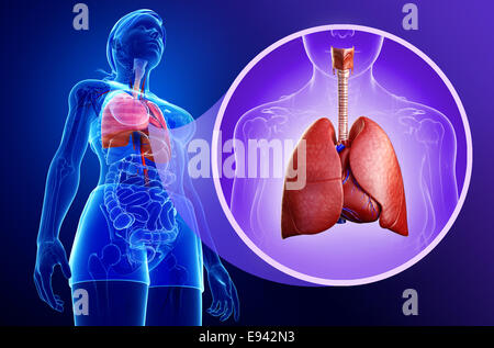 Darstellung der männlichen Lunge Anatomie Stockfoto