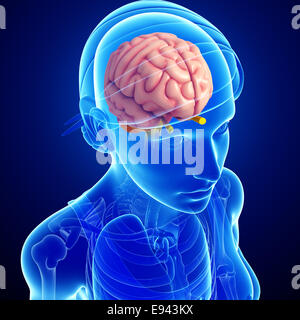 Darstellung der Anatomie des menschlichen Gehirns Stockfoto