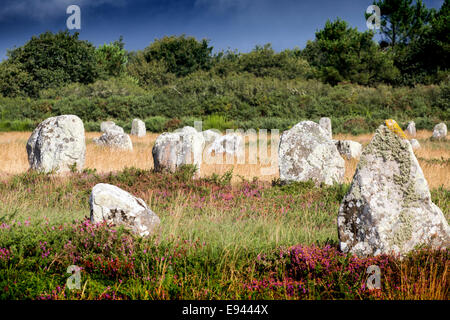 Frankreich, Morbihan, Carnac, Zeile der megalithischen Menhire bei Kermario Stockfoto