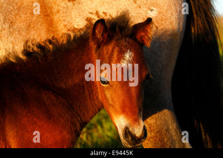 Wildpferde auf Dartmoor Stockfoto