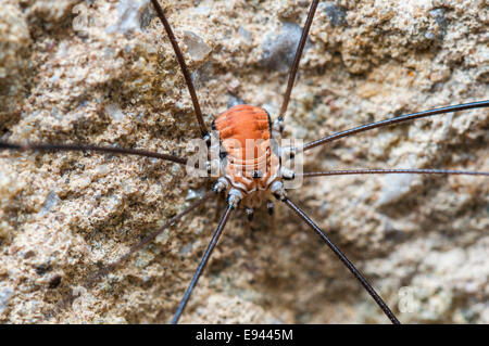 Eine Makroaufnahme einer North European Harvestman, Leiobunum Rotundum, an einer Wand. Stockfoto