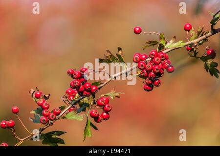 Eine Nahaufnahme der Weißdorn, Crataegus Monogyna, Beeren auf dem Baum im Herbst. Stockfoto
