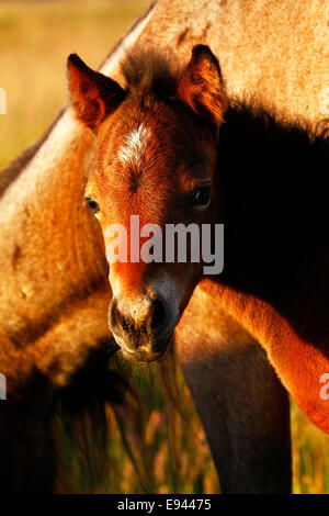 Wildpferde auf Dartmoor Stockfoto