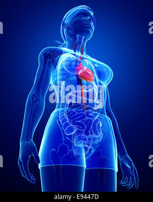 Darstellung der weiblichen Herzanatomie Stockfoto