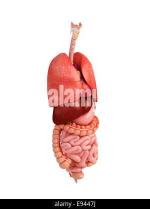 Darstellung der weiblichen Verdauungssystem Kunstwerk Stockfoto