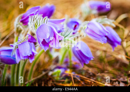 Wild-Frühling Blumen Pulsatilla Patens. Blühende Pflanze In der Familie Butterblume, heimisch in Europa, Russland, Mongolei, China, Kanada Stockfoto