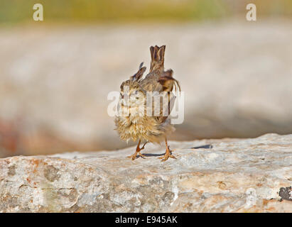 Tawny Pieper Stockfoto