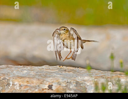 Tawny Pieper Stockfoto