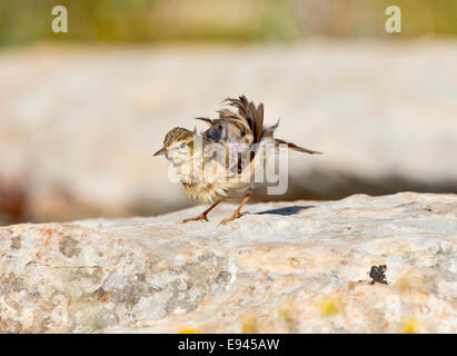 Tawny Pieper Stockfoto