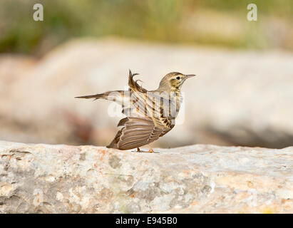 Tawny Pieper Stockfoto