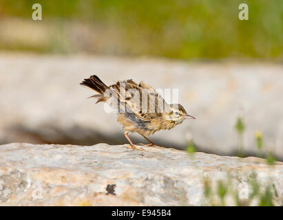 Tawny Pieper Stockfoto