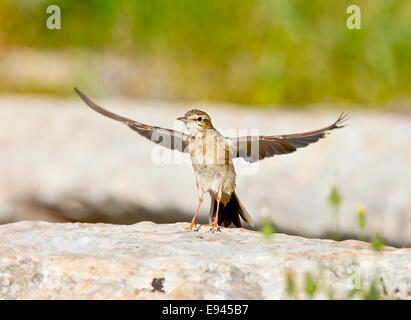 Tawny Pieper Stockfoto