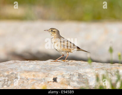 Tawny Pieper Stockfoto