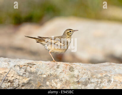 Tawny Pieper Stockfoto