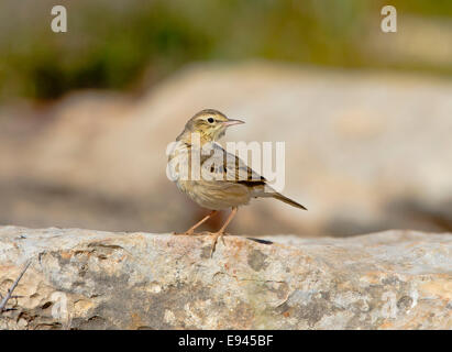 Tawny Pieper Stockfoto