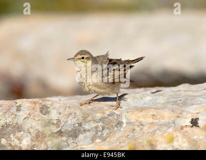 Tawny Pieper Stockfoto