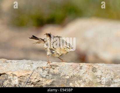 Tawny Pieper Stockfoto