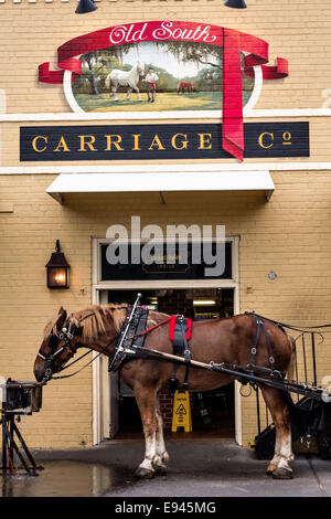 Ein Sightseeing Kutsche Pferd außerhalb der Old South Carriage Scheune im historischen Charleston, SC. Stockfoto