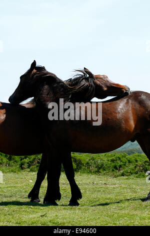 Porträtbild von zwei Bucht wilden Dartmoor Ponys pflegen einander gegenseitig verkratzen sichert mit ihren Mündern Stockfoto