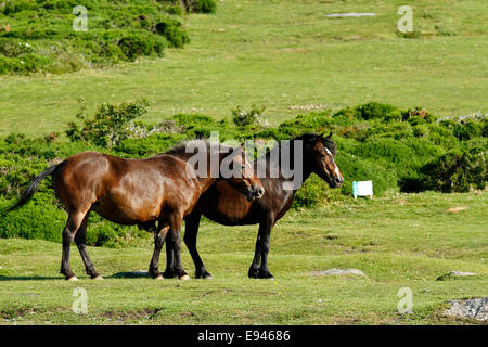 Wildpferde auf Dartmoor, sind diese beiden an den Hängen des Heu Tor suchen Fett & gesund Stockfoto