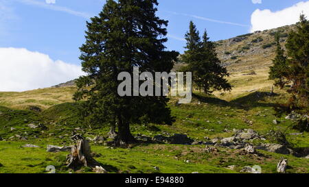 Nadelwald, Est Europe, Karpaten. Stockfoto