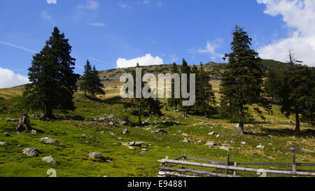 Nadelwald, Est Europe, Karpaten. Stockfoto