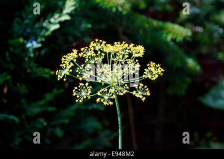 KRAUT, DILL Stockfoto