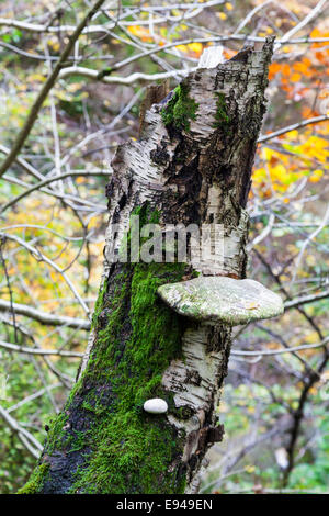 Halterung Pilz oder Pilze. Birch Polypore oder Rasiermesser Strop (Piptoporus betulinus) auf einem toten Birke. Padley Schlucht, Peak District, Derbyshire, UK Stockfoto