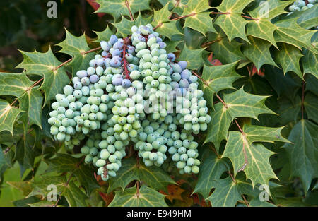 MAHONIA BEALEI Stockfoto